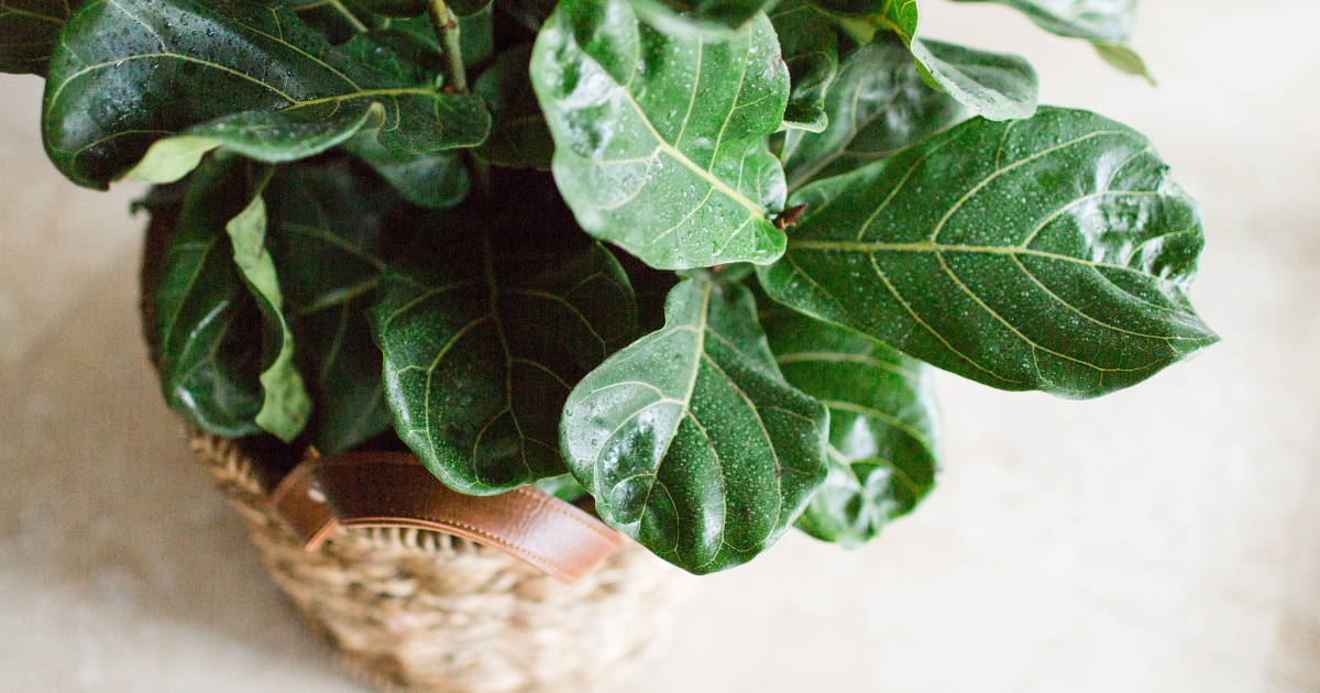 Buy Fiddle Leaf Fig Online Flora