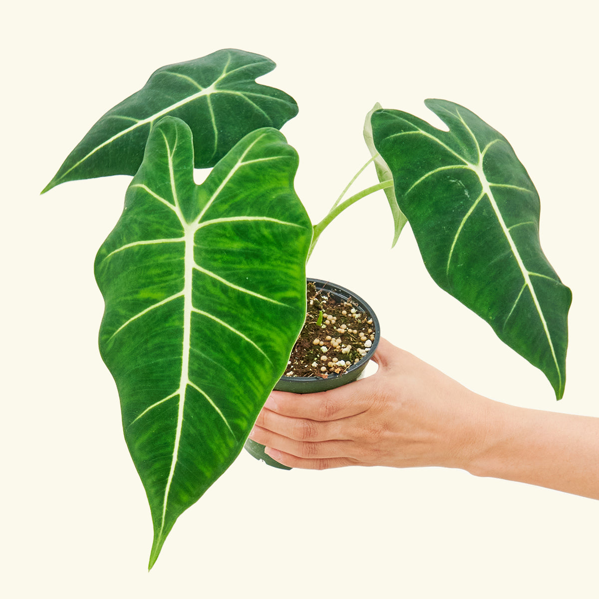Alocasia Frydek Flora