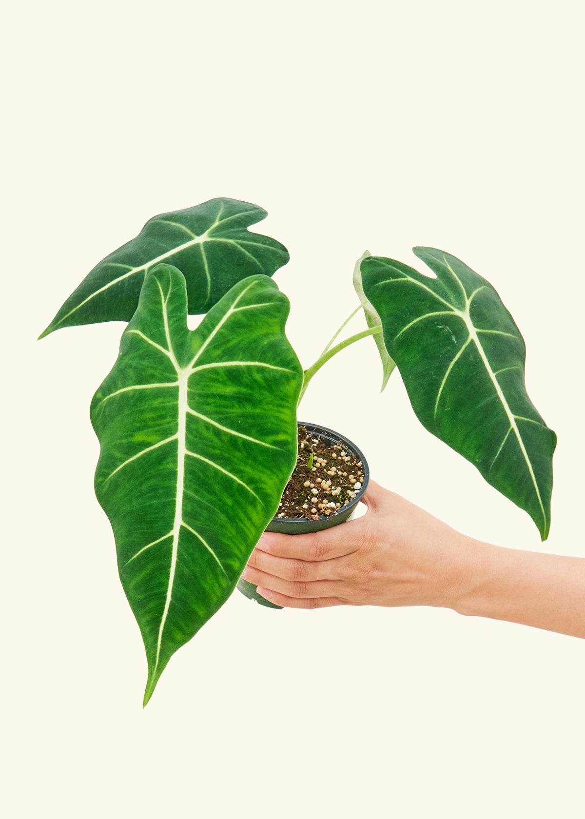 Alocasia Frydek Flora