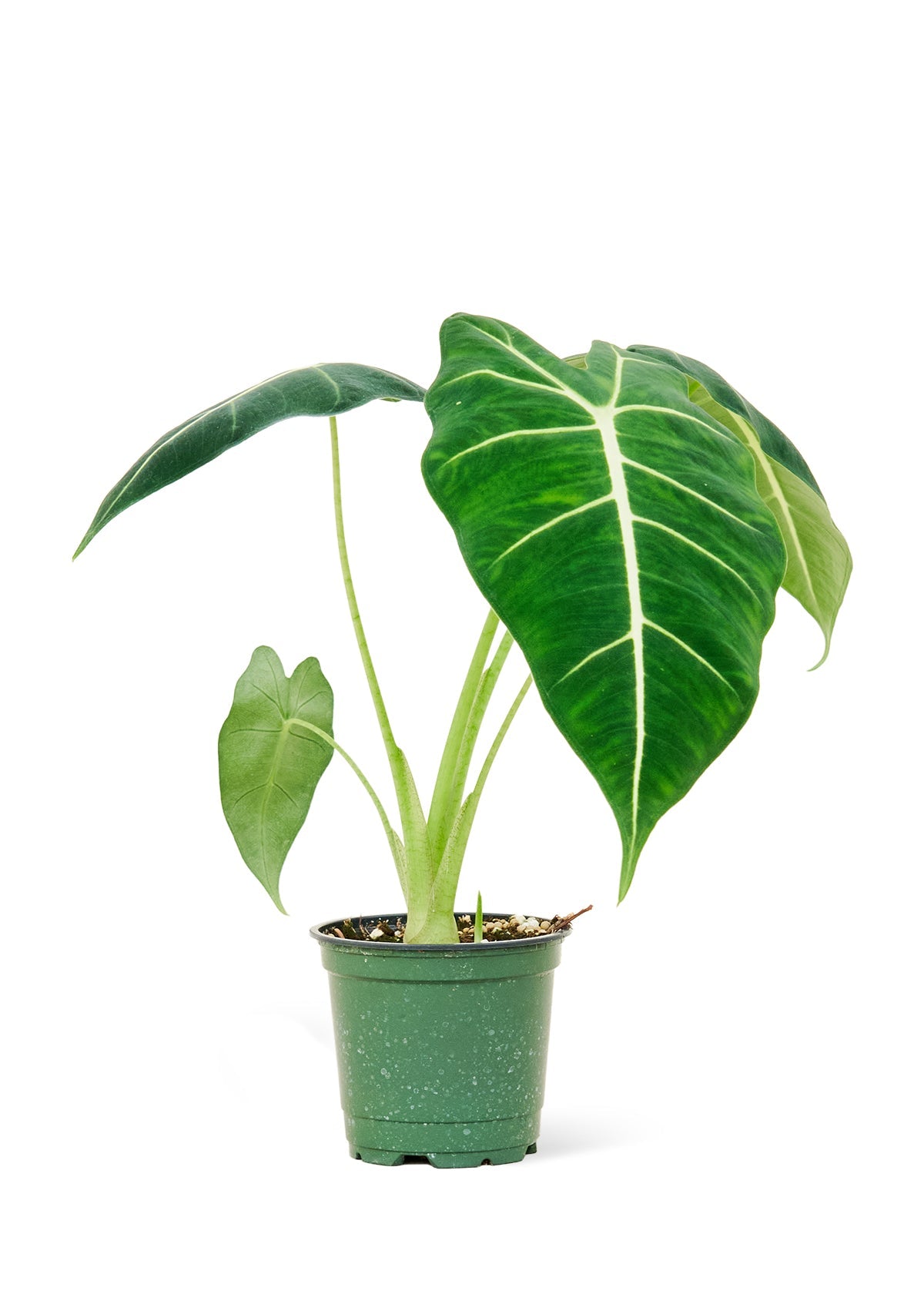 Alocasia Frydek Flora