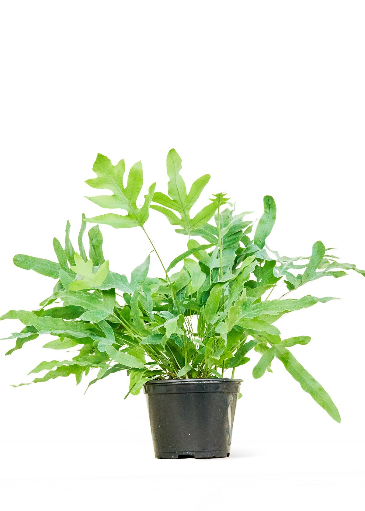 Blue Star Fern Flora