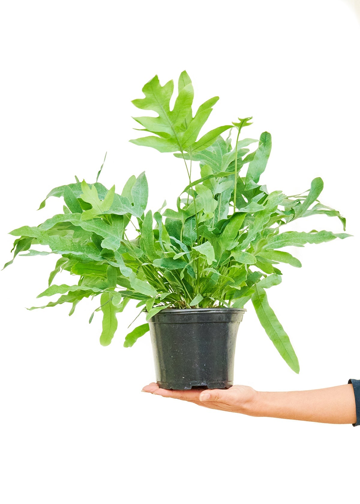 Blue Star Fern Flora