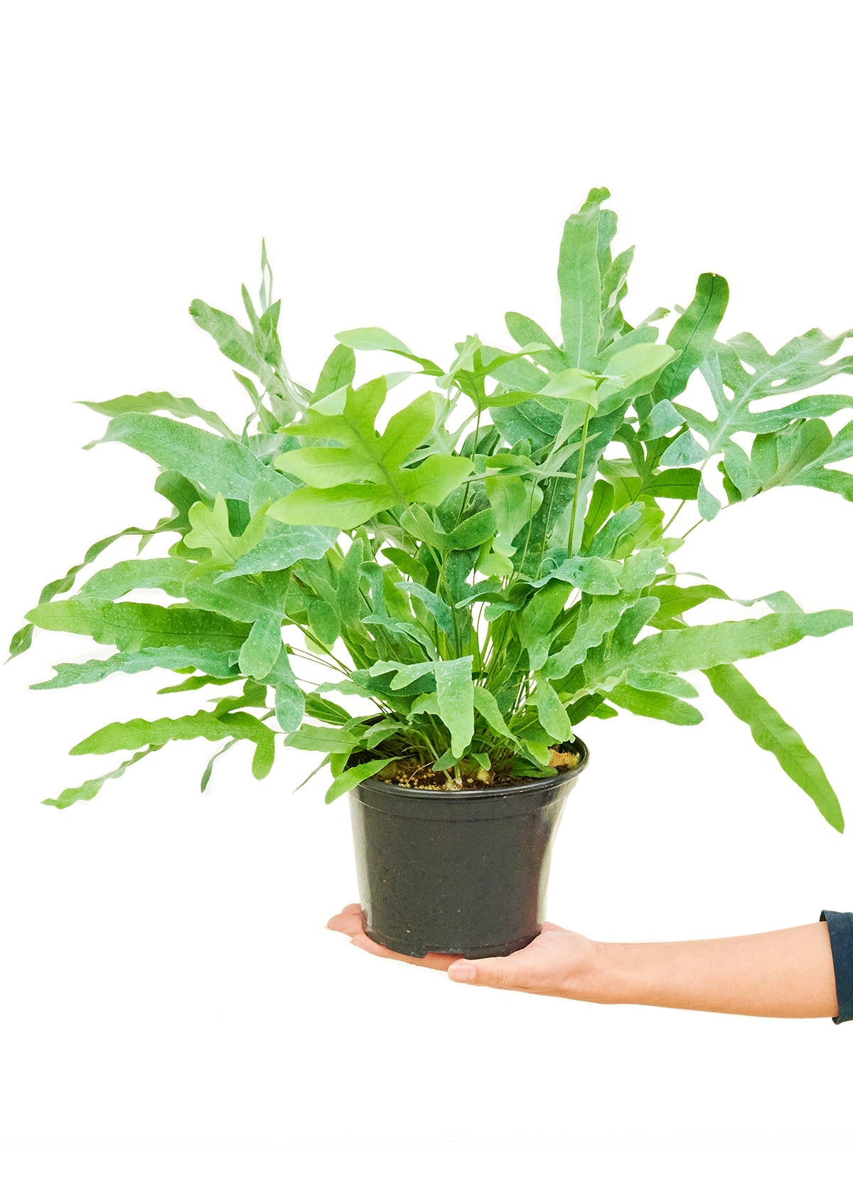 Blue Star Fern Flora