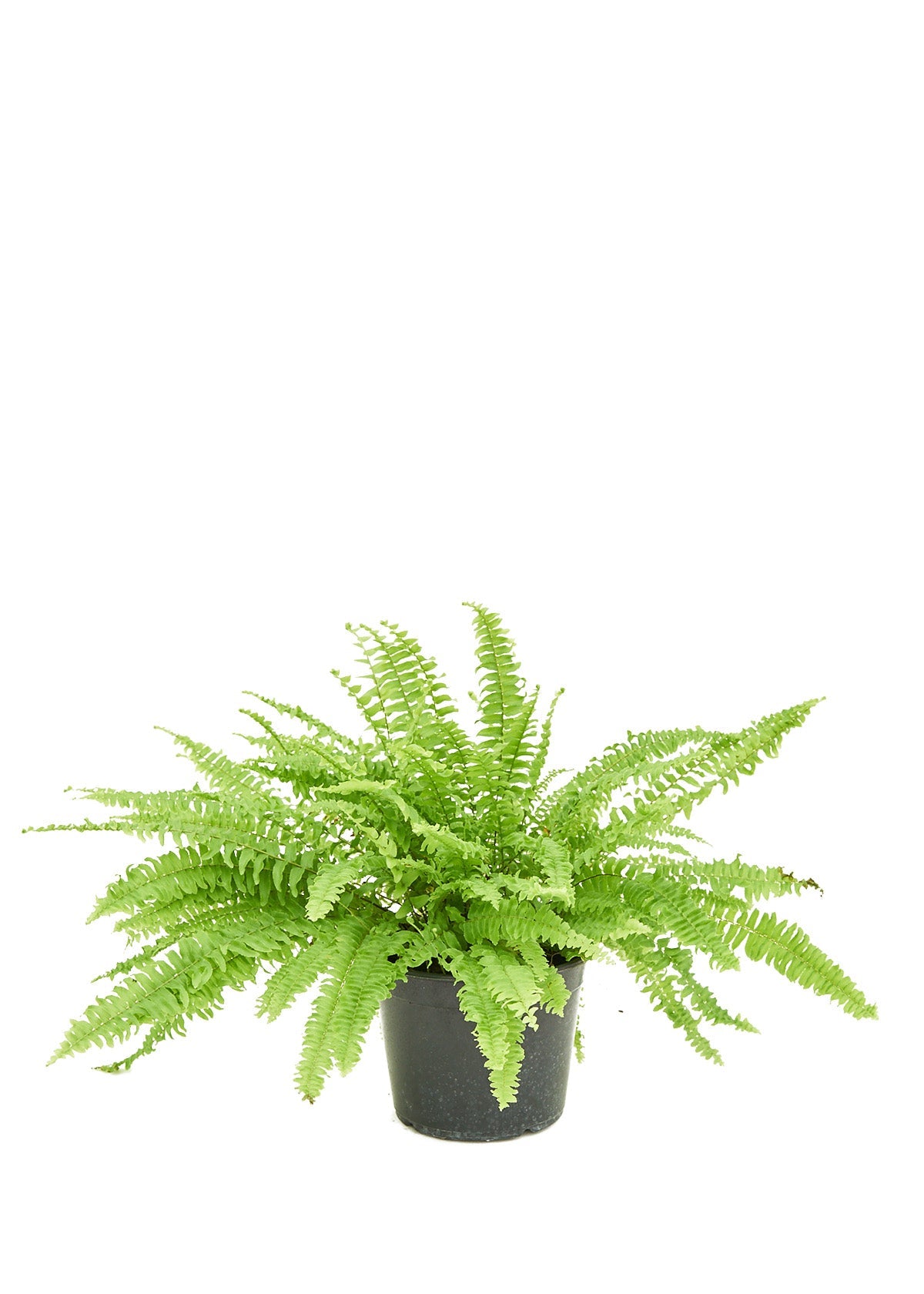Boston Fern Flora