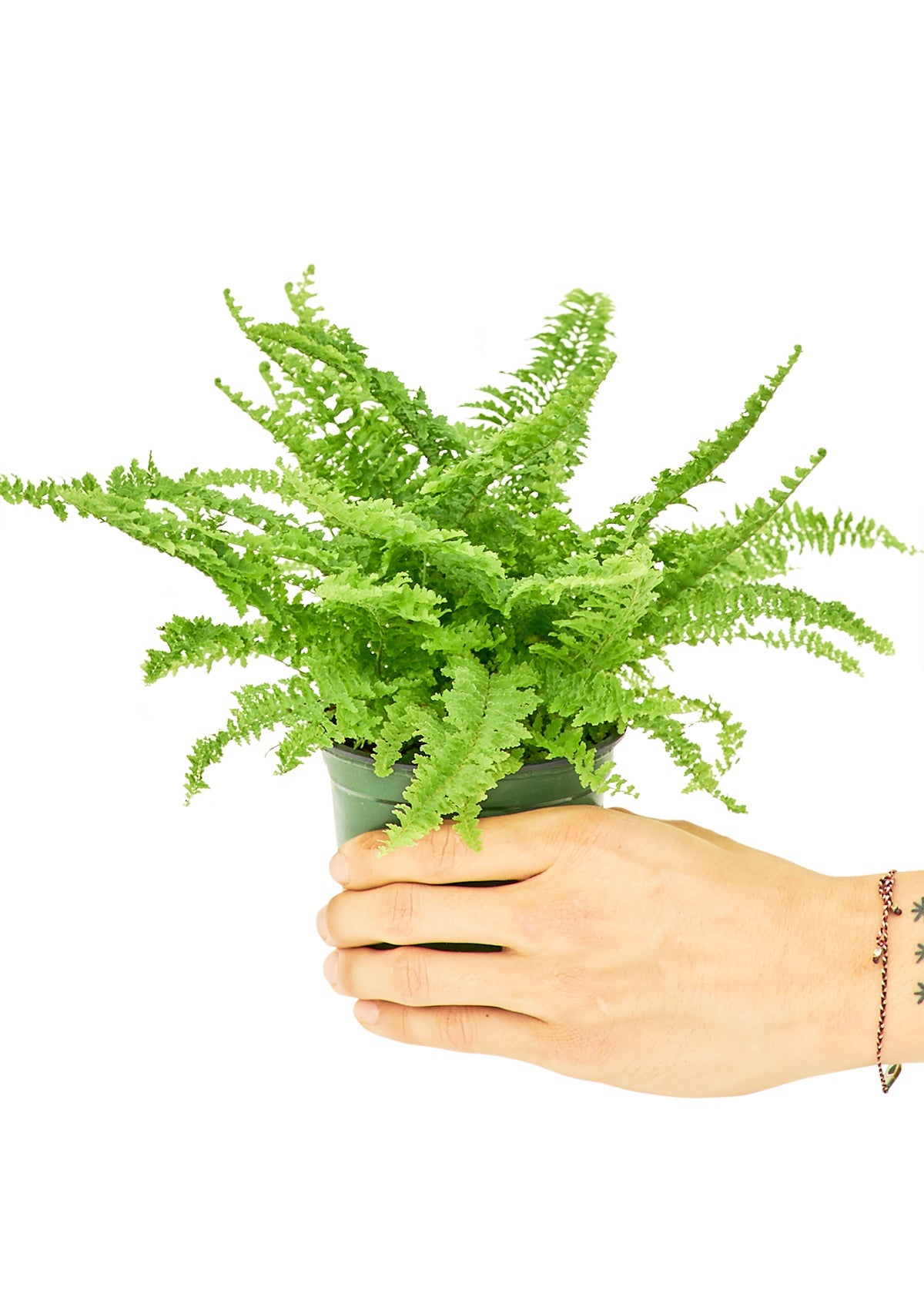 Boston Fern Flora