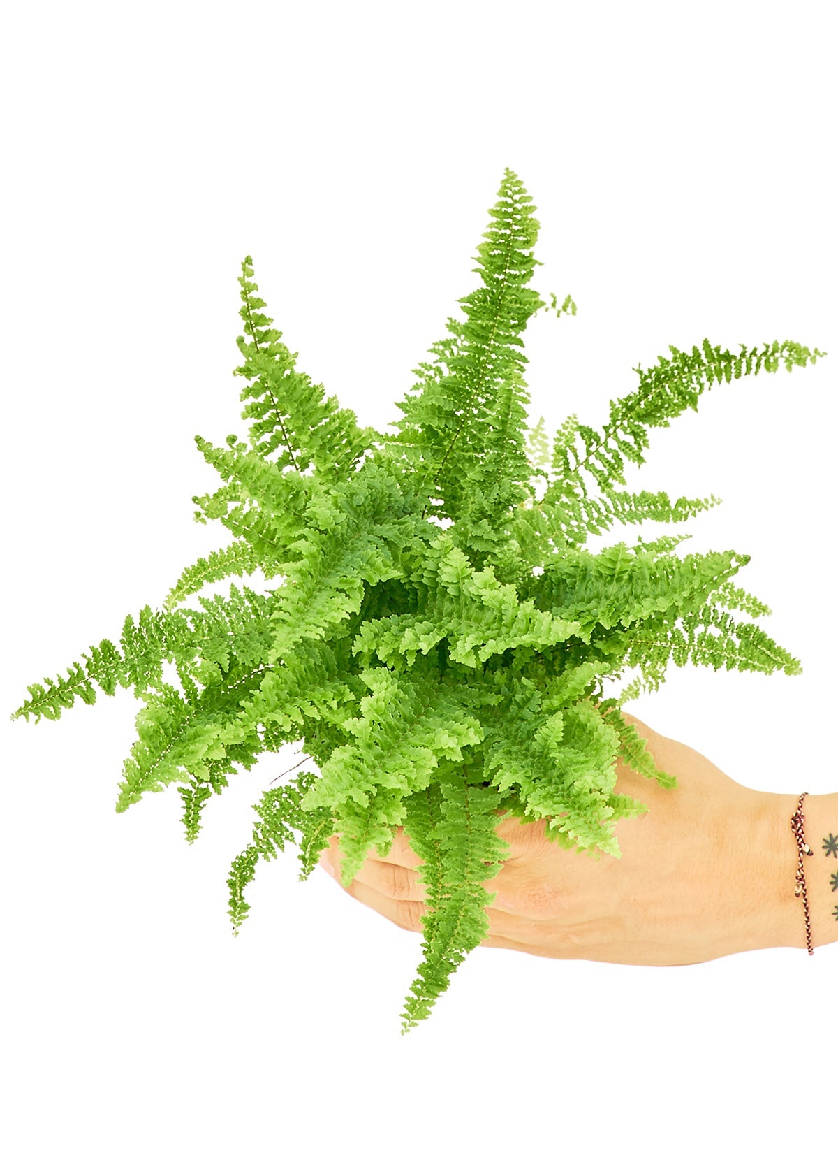 Boston Fern Flora