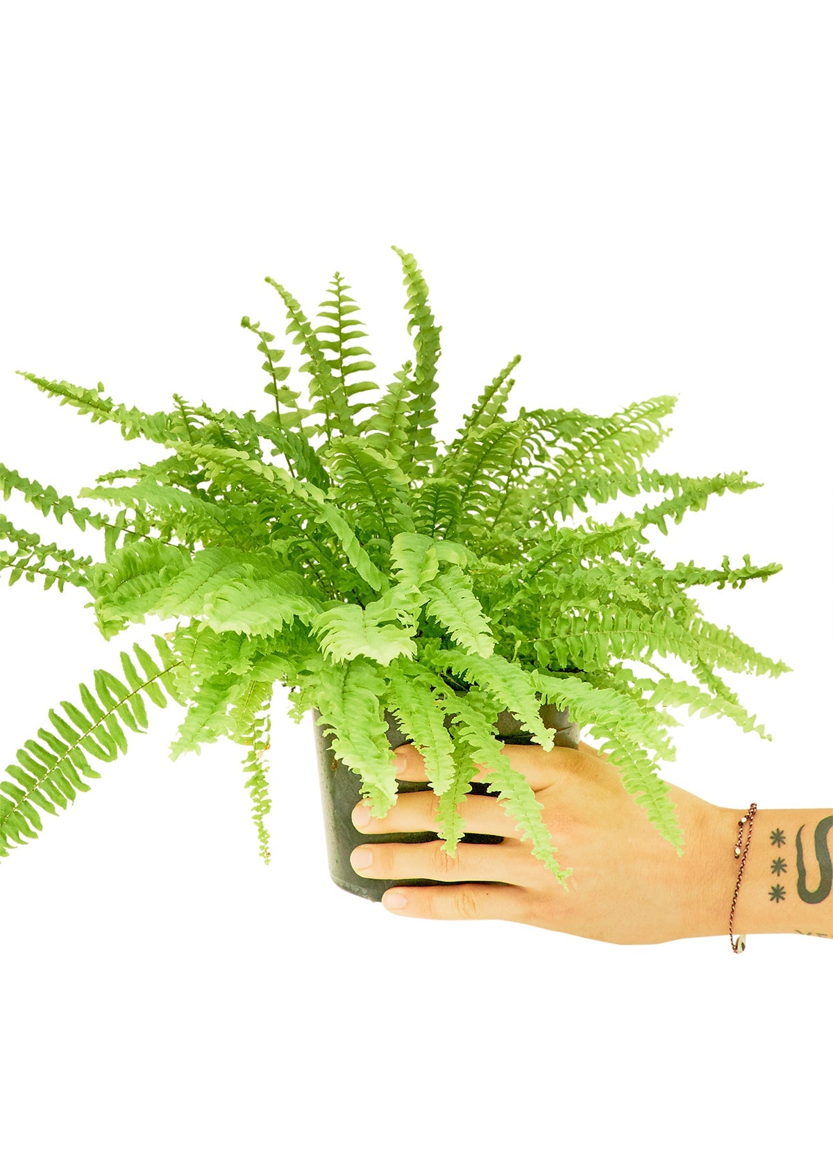 Boston Fern Flora