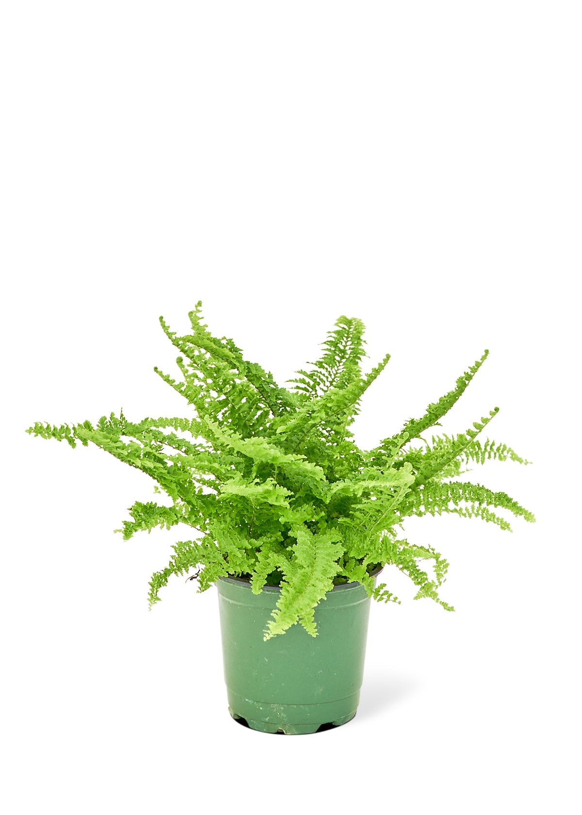 Boston Fern Flora