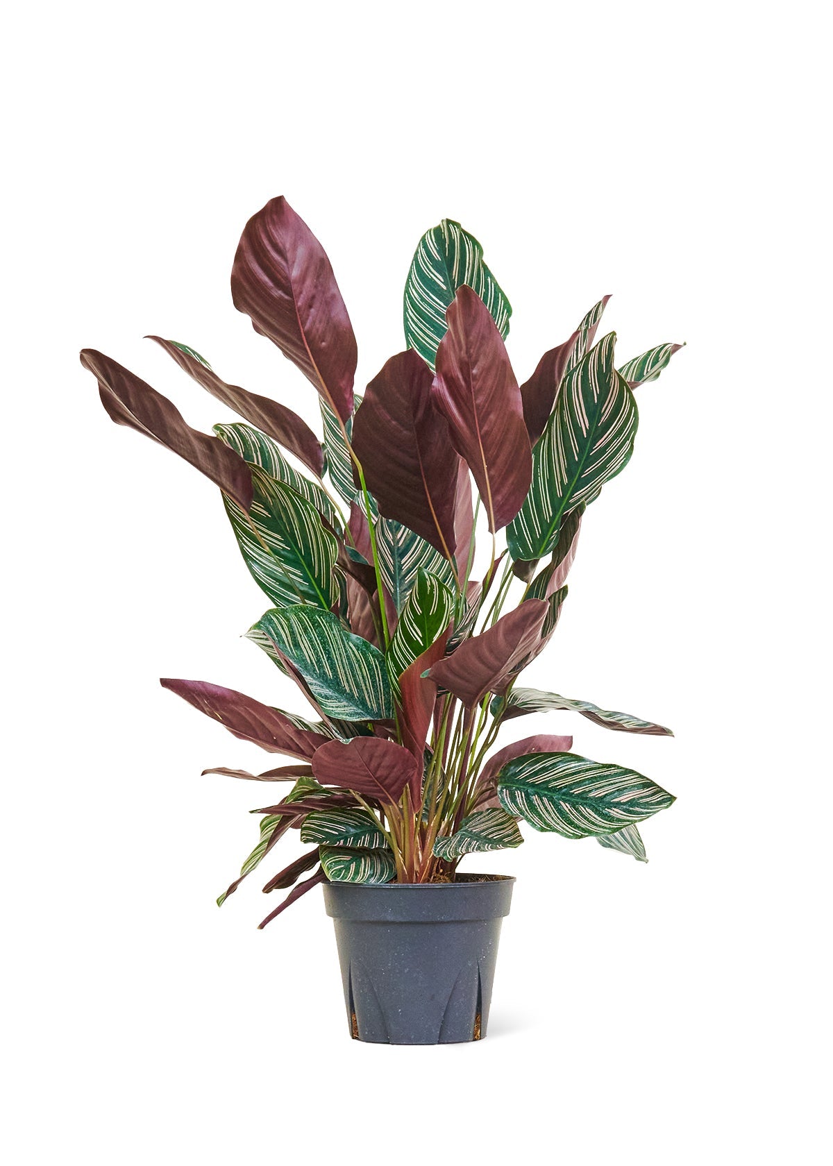Calathea Pinstripe Flora