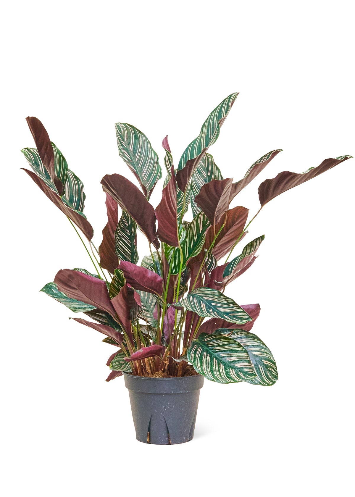 Calathea Pinstripe Flora