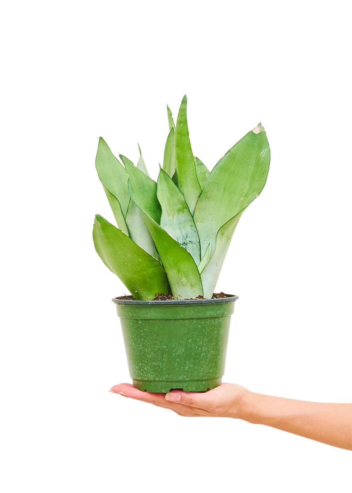 Moonshine Snake Plant Flora