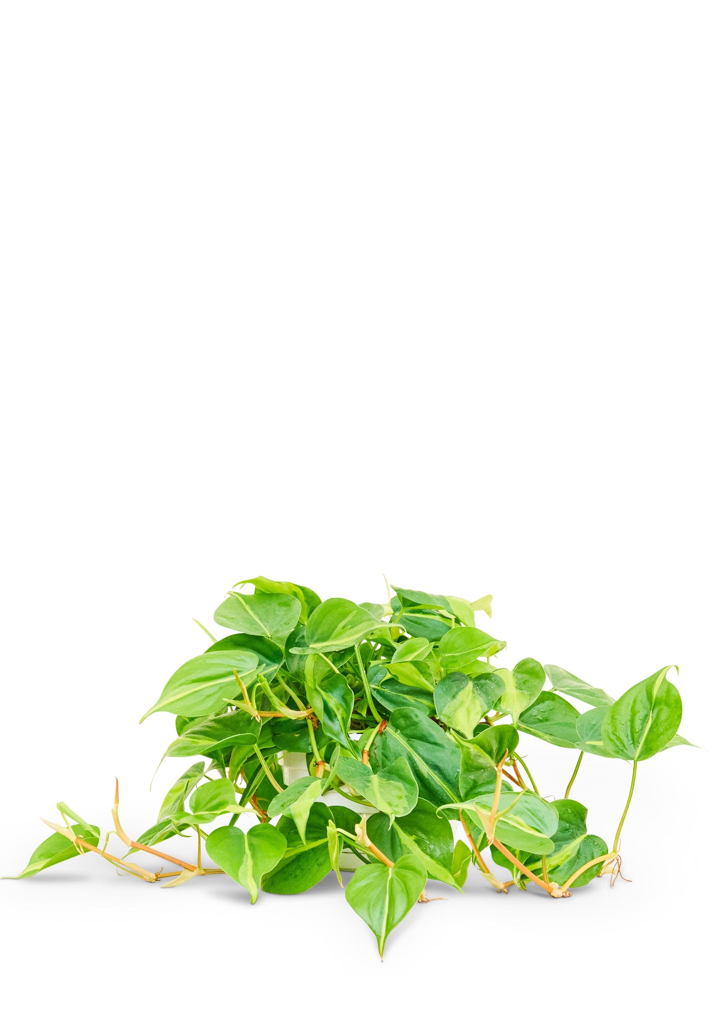 Philodendron Brazil Flora