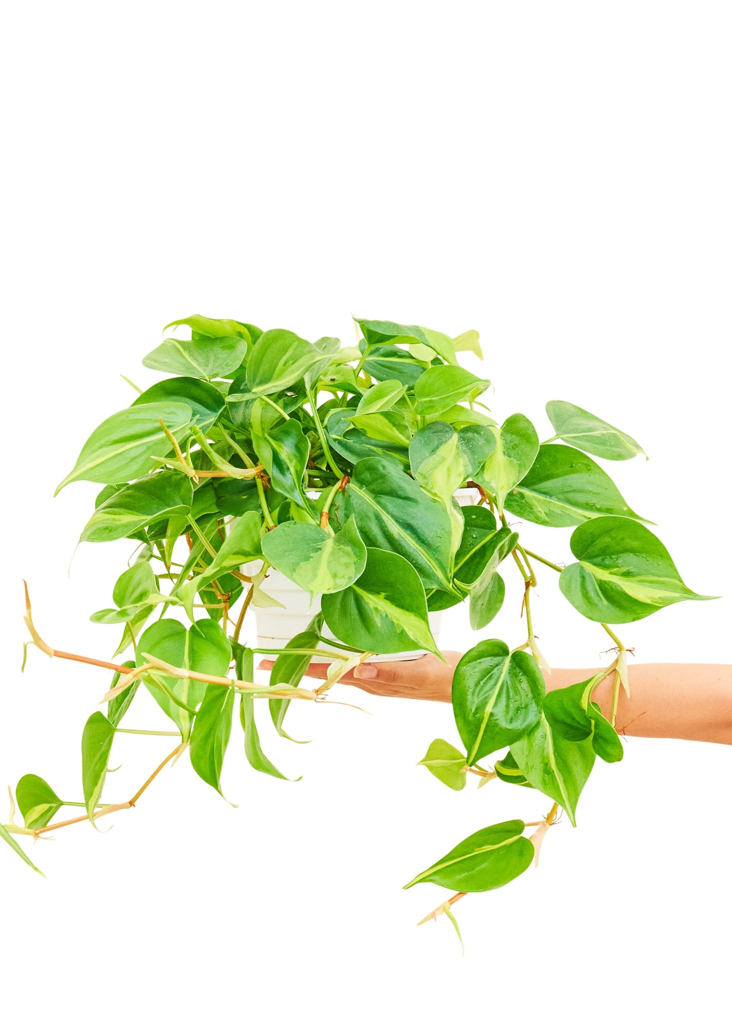 Philodendron Brazil Flora