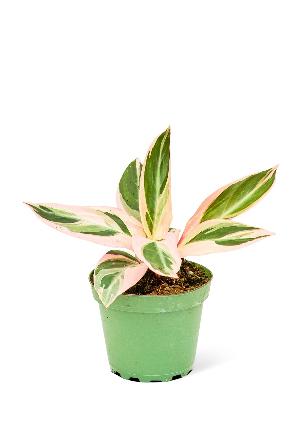 Stromanthe Triostar Flora