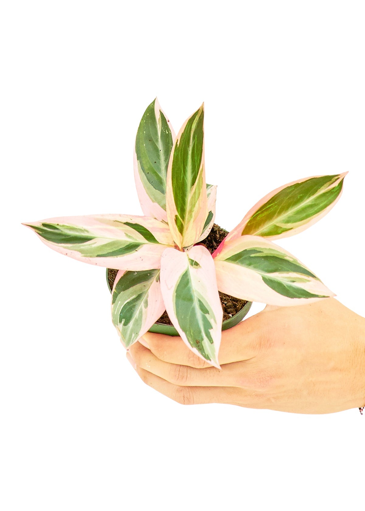 Stromanthe Triostar Flora