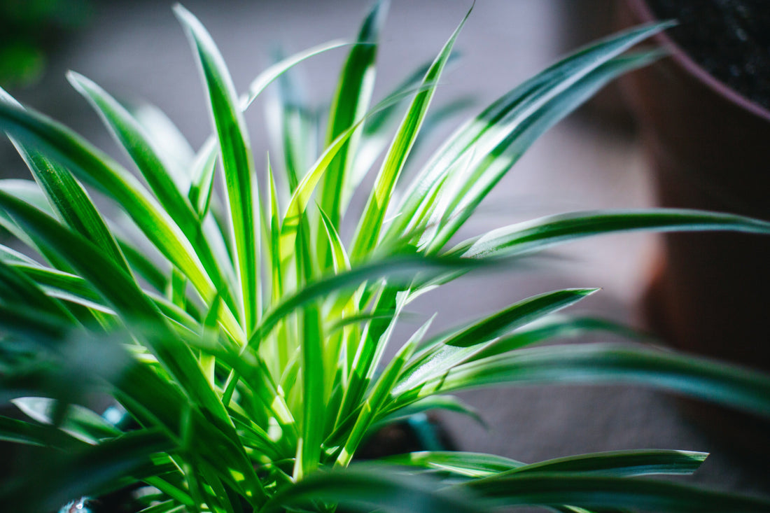 How To Care For Spider Plants Flora
