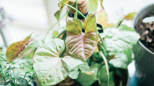 How To Care For Your Arrowhead Plants  Flora