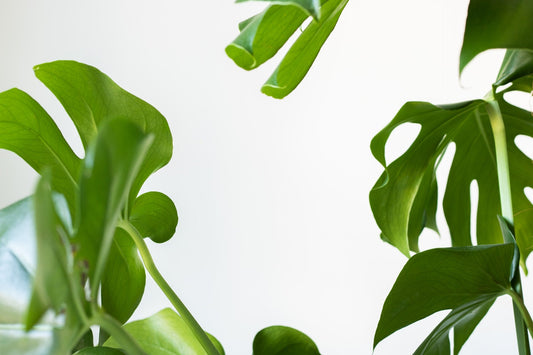 How To Care for Monstera Deliciosa Flora