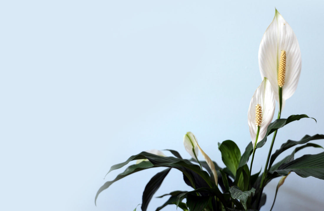How to Care For A Peace Lily Flora