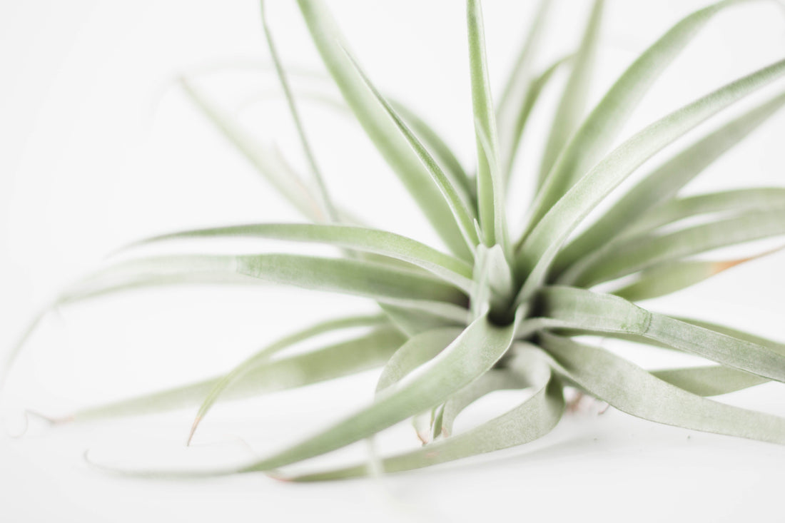 How to Care For Air Plants Flora