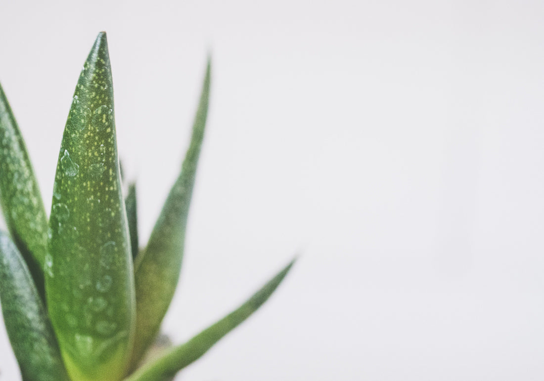 How to Care For Aloe Vera Flora
