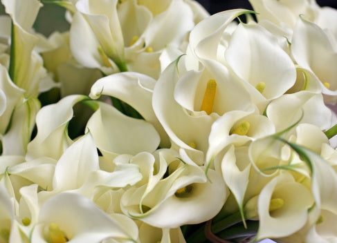 How to Care For Calla Lilies Flora