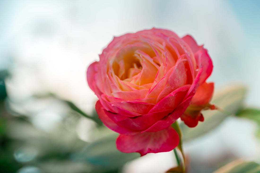 How to Care For China Roses Flora