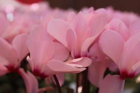 How to Care For Cyclamens Flora