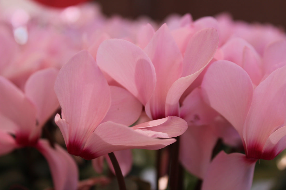 How to Care For Cyclamens Flora