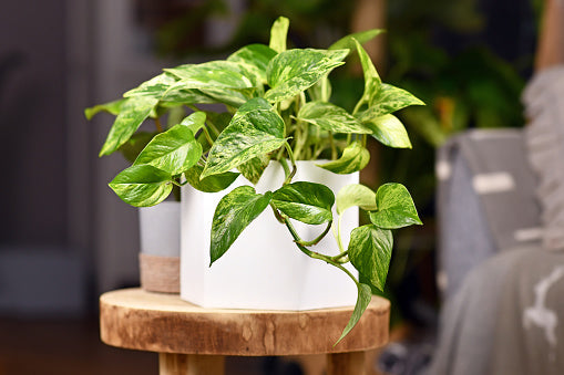 How to Care For Golden Pothos Flora