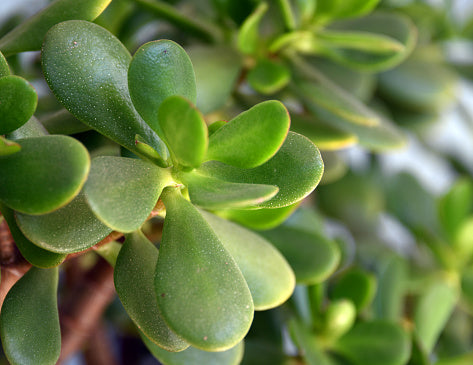 How to Care For Jade Plants Flora