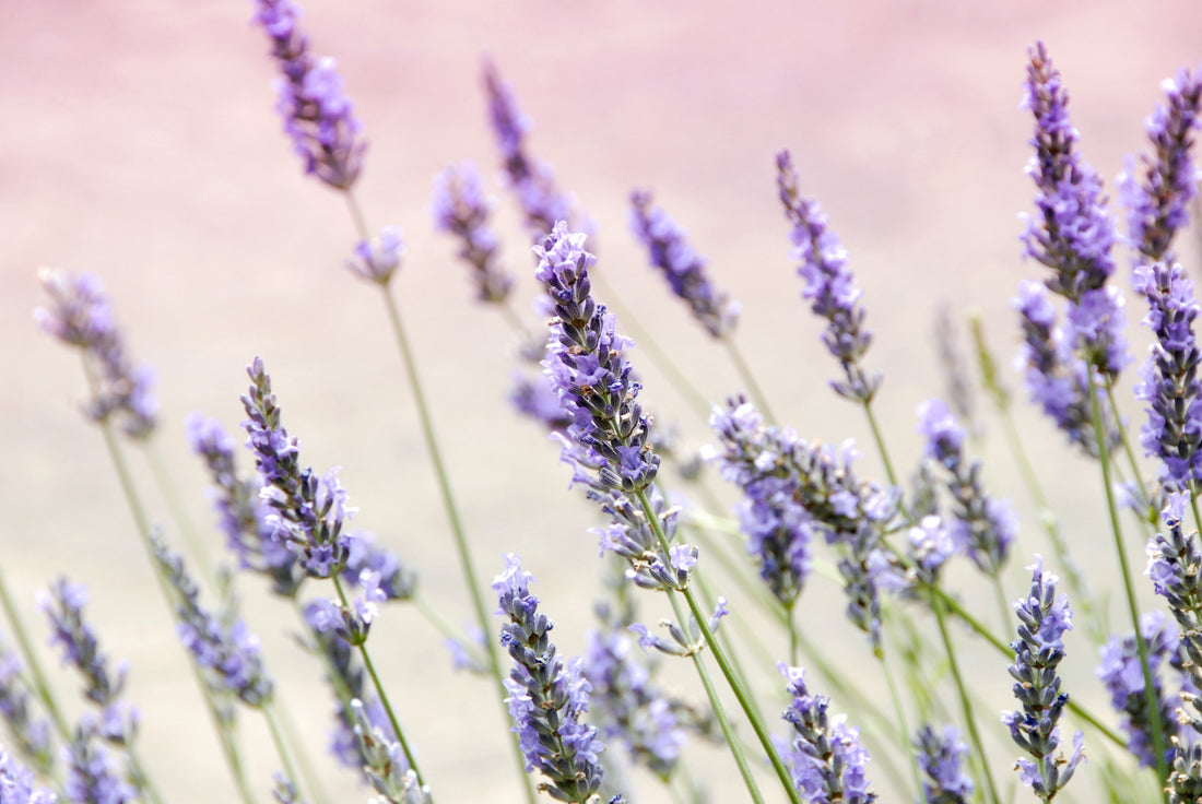 How to Care For Lavender Flora