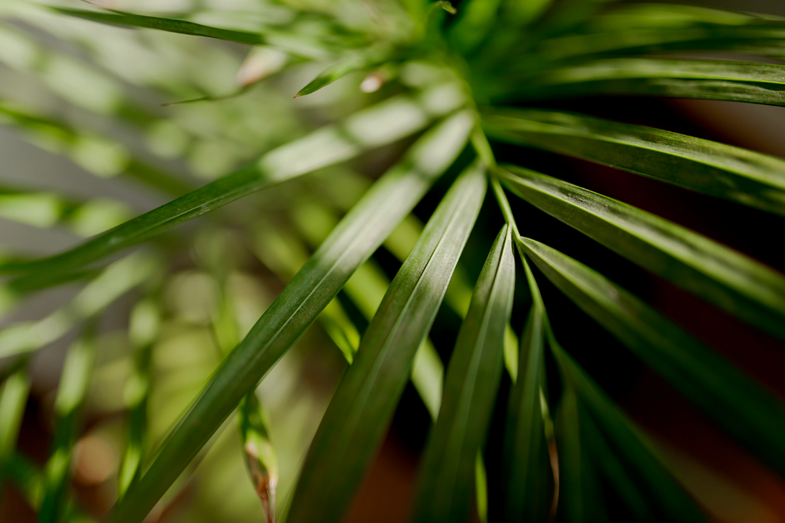 How to Care For Parlor Palms Flora
