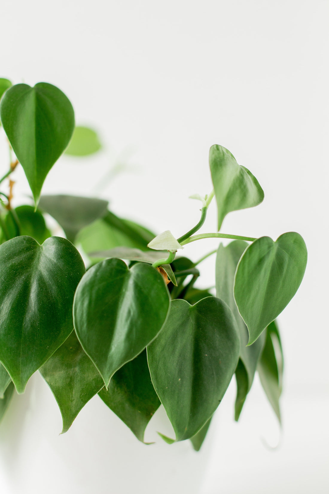 How to Care For Philodendrons Flora
