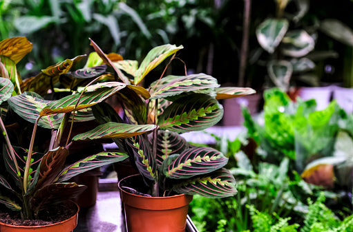 How to Care For Prayer Plants Flora