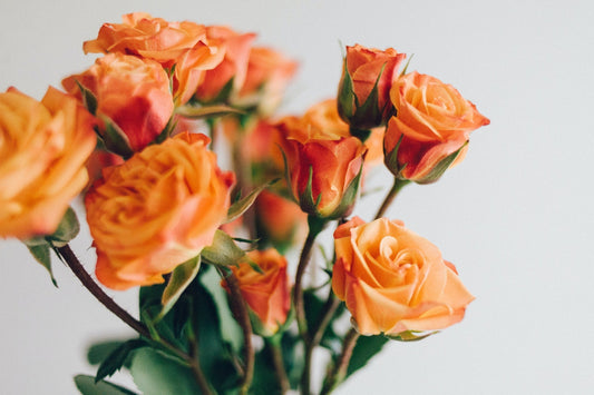 How to Care For Roses Flora
