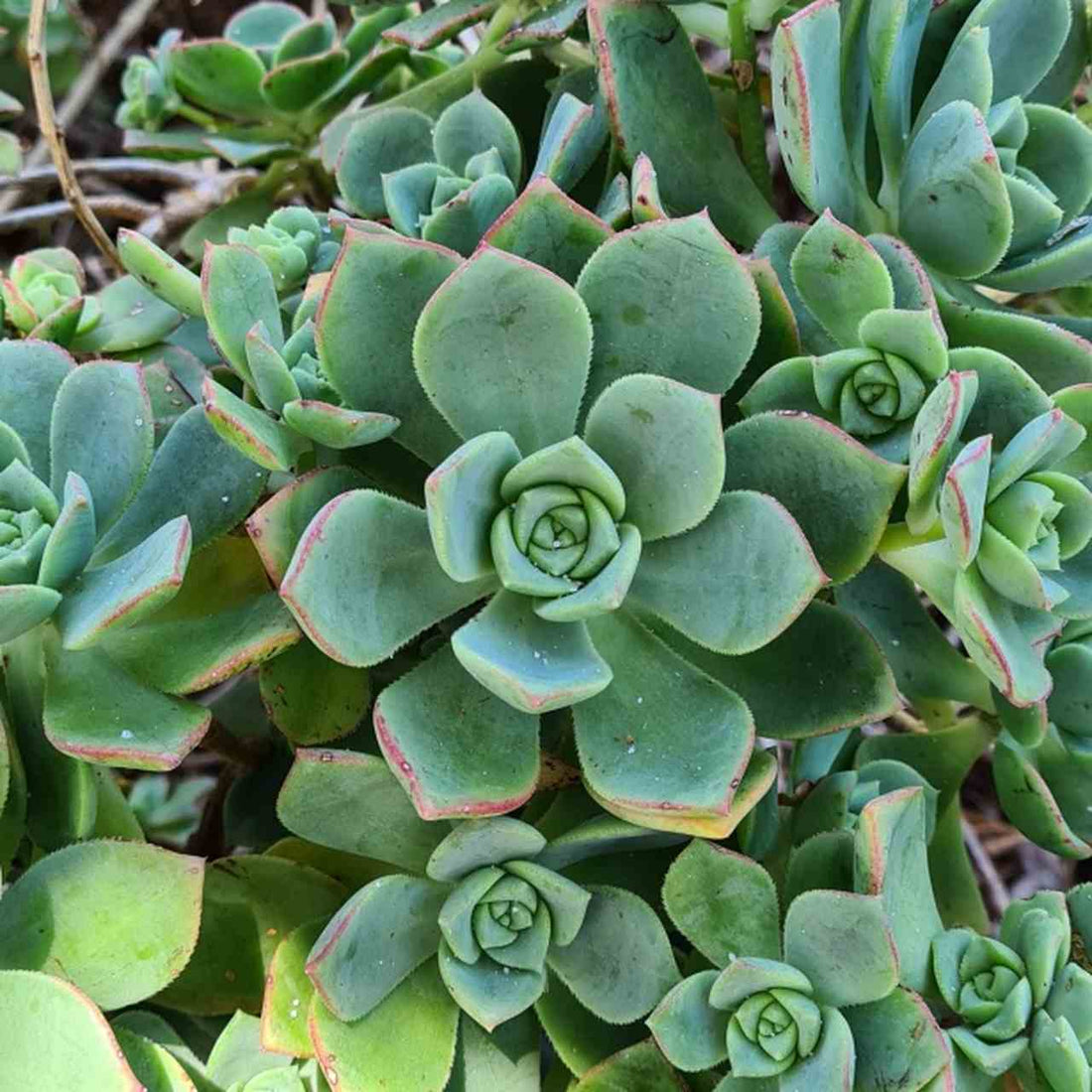 How to Care for Aeonium Pinwheel Flora