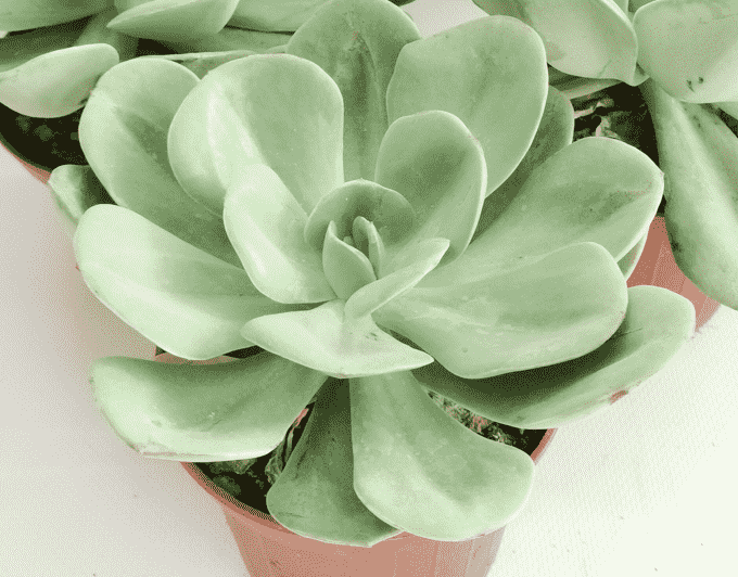 How to Care for Echeveria Green Abalone Echeveria Flora