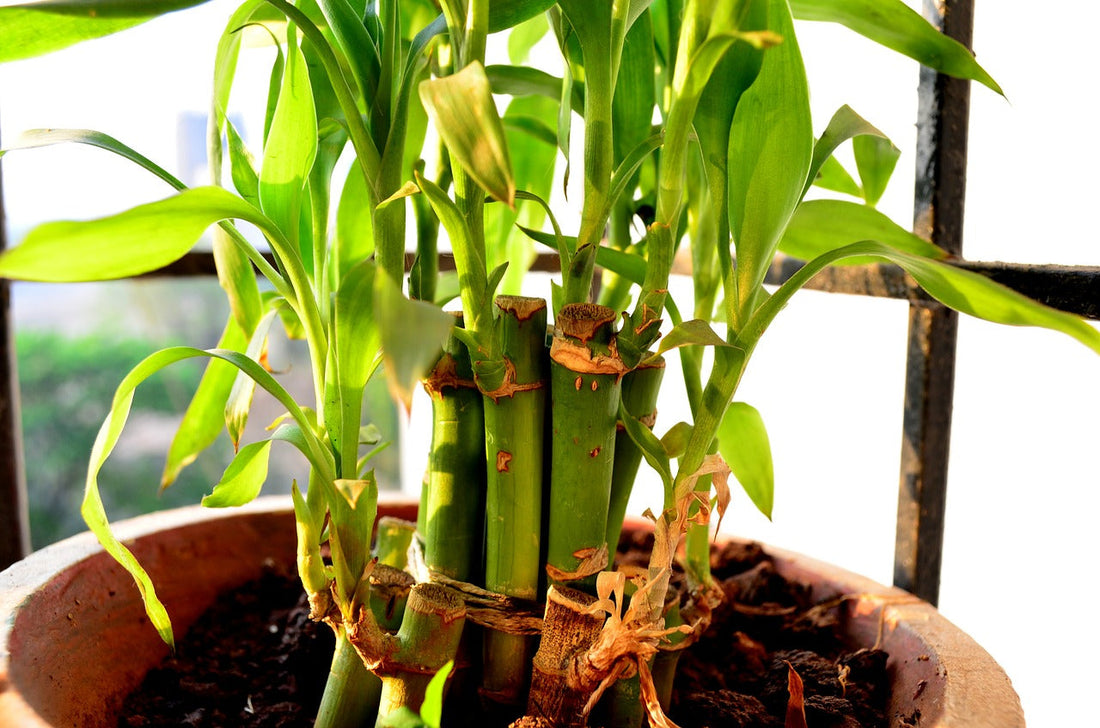 How to Grow and Care For Lucky Bamboo Flora