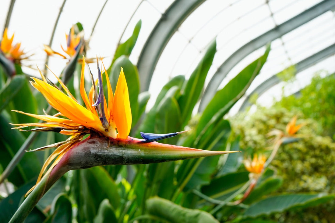 How to Grow and Care for A Bird of Paradise Flora