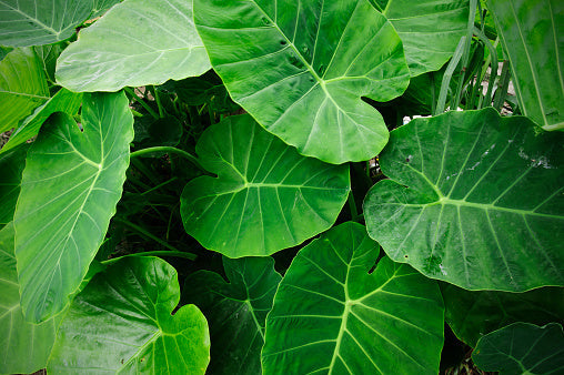 How to Grow and Care for Elephant Ear Plants Flora