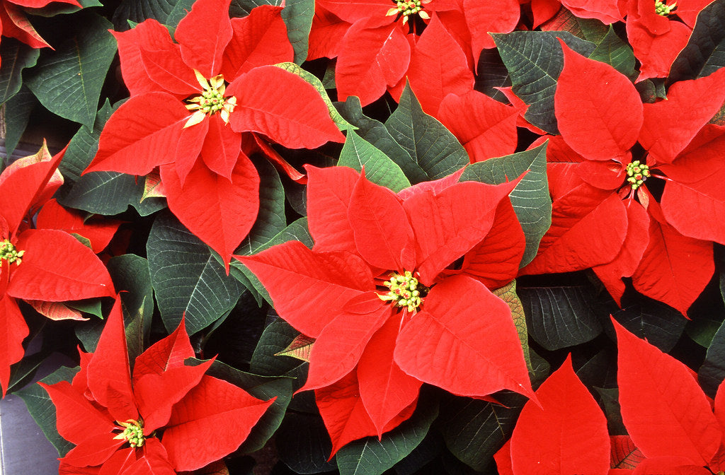 How to Grow and Care for Poinsettias Flora