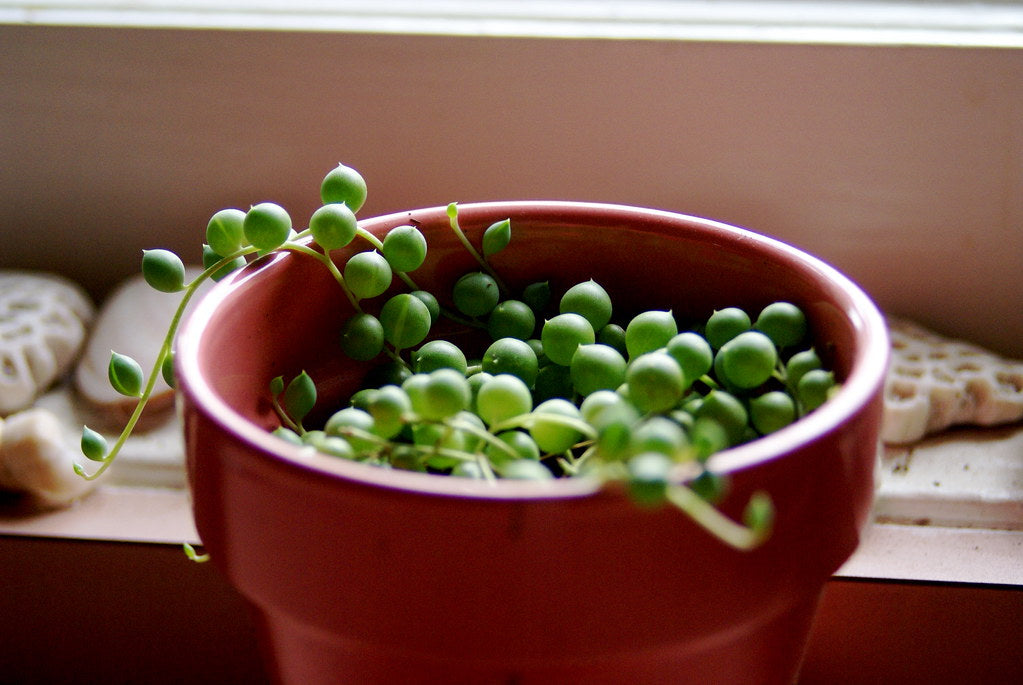 How to Grow and Care for String of Pearls Flora