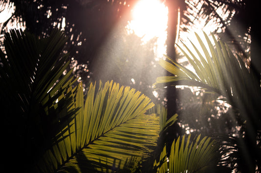 Plant Lighting 101 Flora