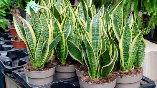 Snake Plant Benefits - All You Need to Know Flora