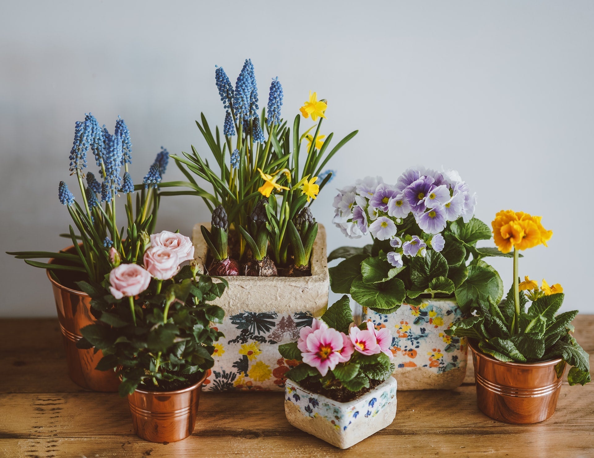 Top 10 Houseplants to Freshen Your Home This Spring – Flora