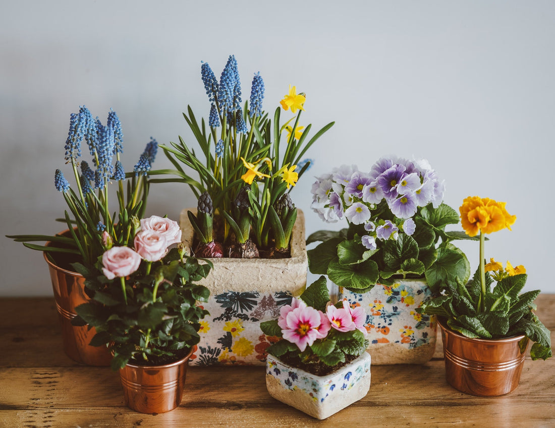 Top 10 Houseplants For Spring Flora