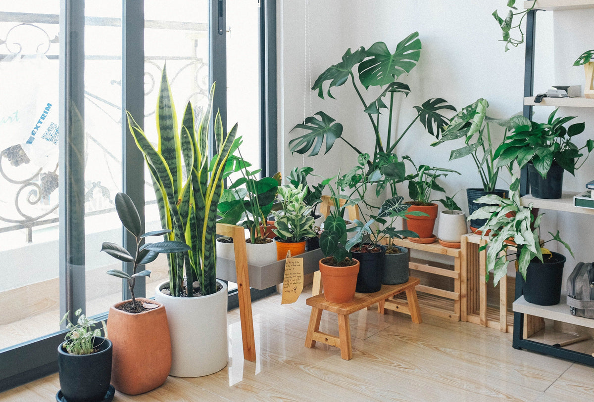 Top 10 Low-Maintenance Plants Perfect for Busy Plant Parents – Flora