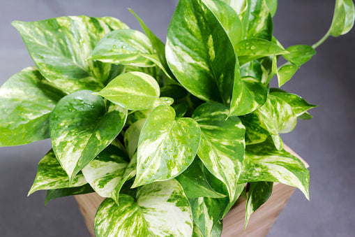 Top 10 Popular Pothos Flora