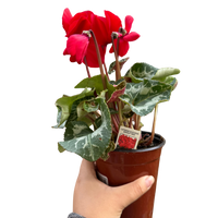 Cyclamen 'Red'